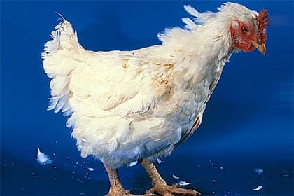 تولید ویروس جهش یافته آنفلوانزای مرغی برای مقابله با همه گیری آن