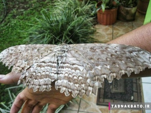 گوناگون/ شاپرک هایی به اندازه ی کف دست