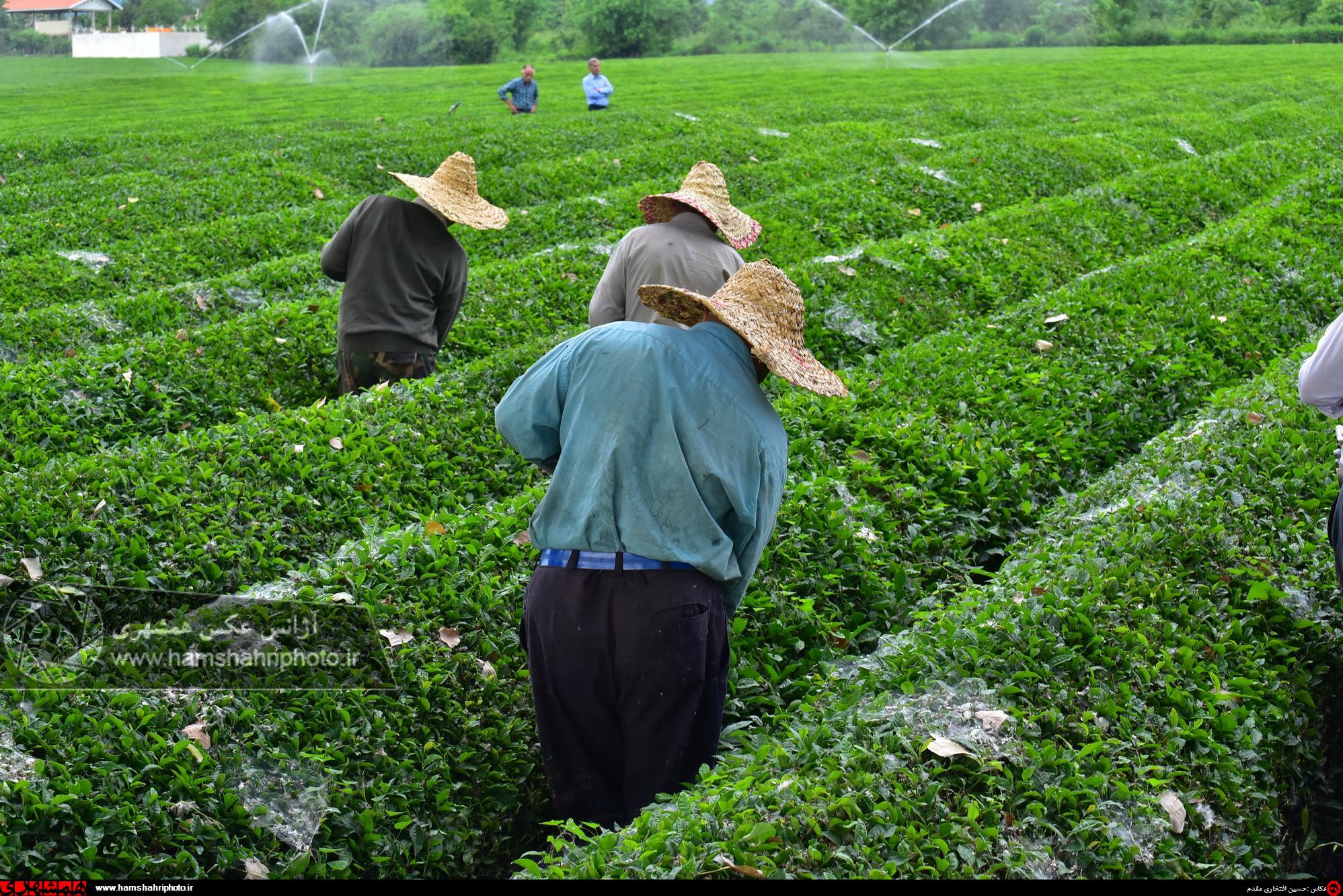 باغ چای