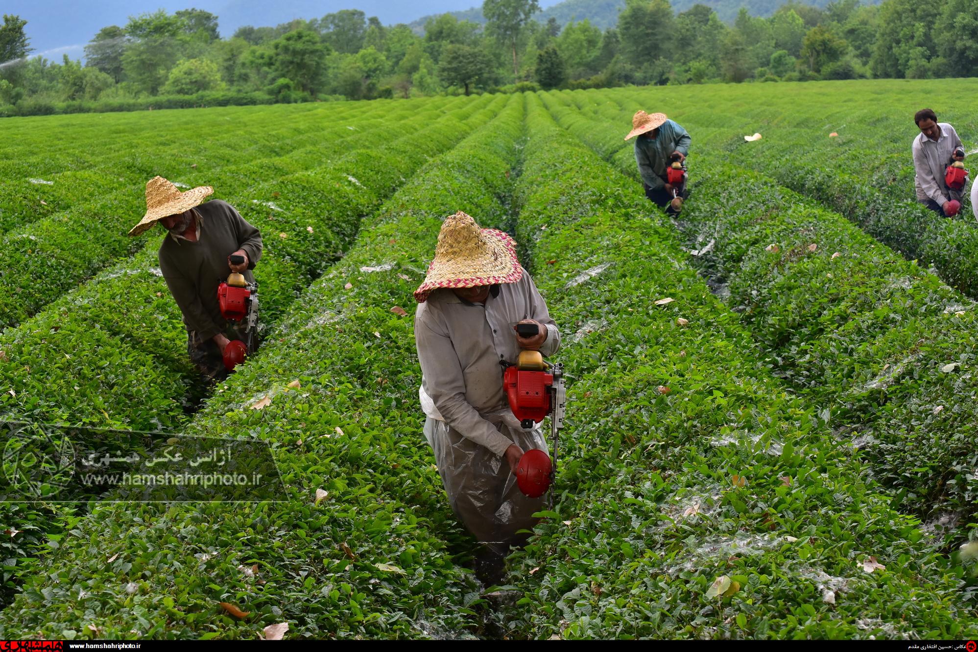 باغ چای