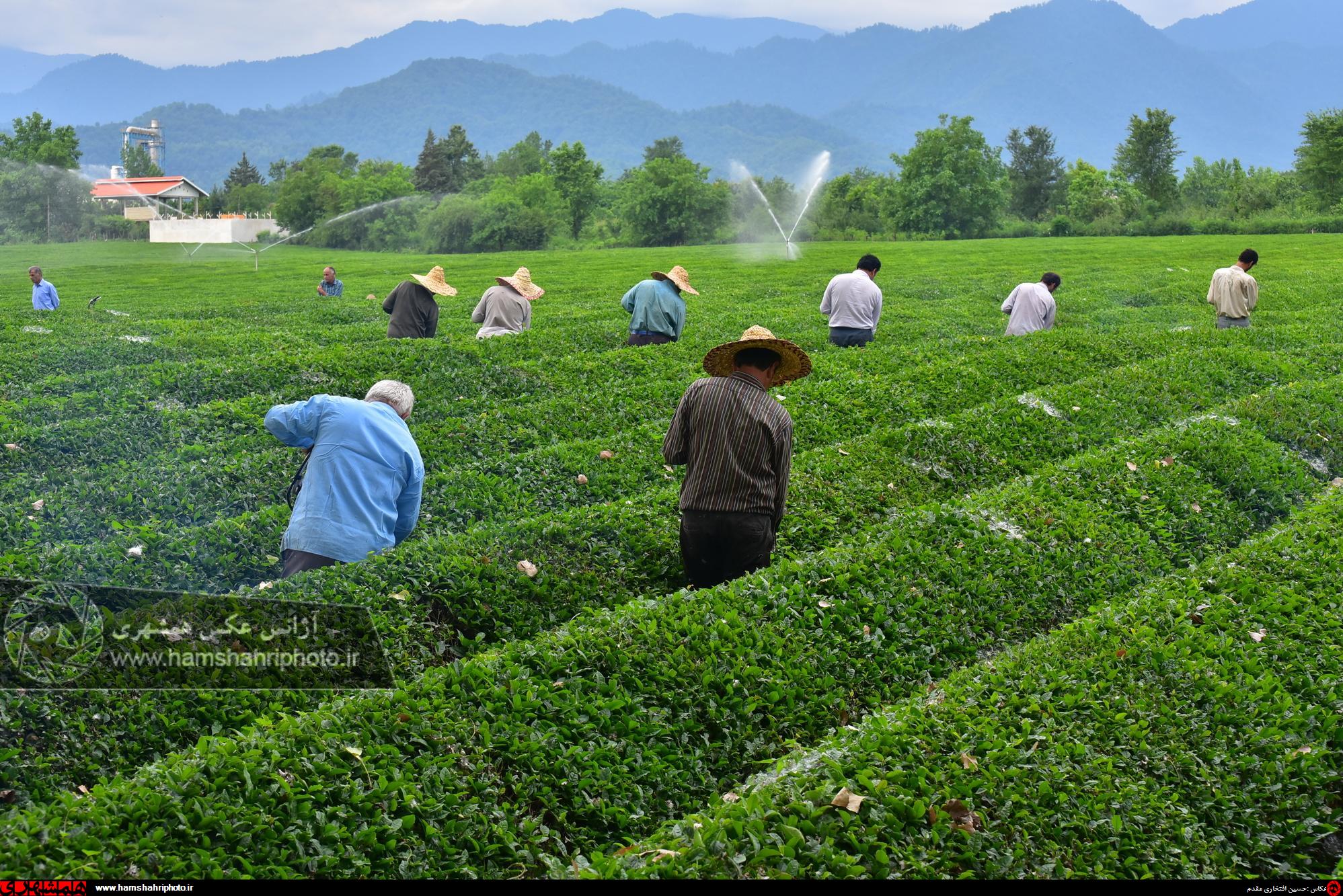 باغ چای