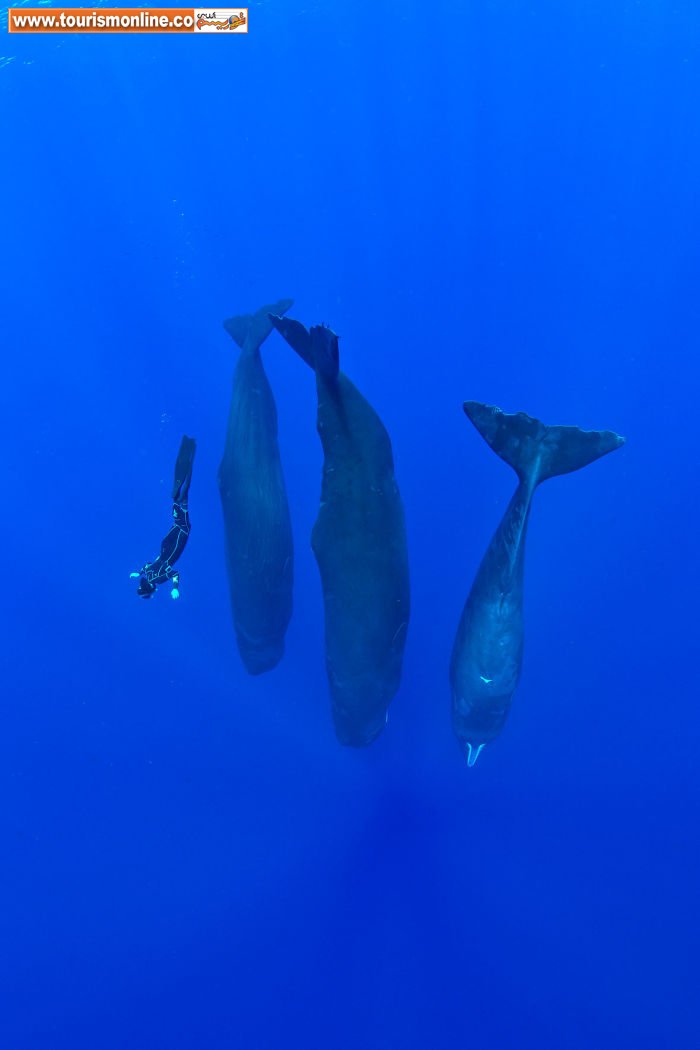 نهنگ ها چطور می خوابند؟