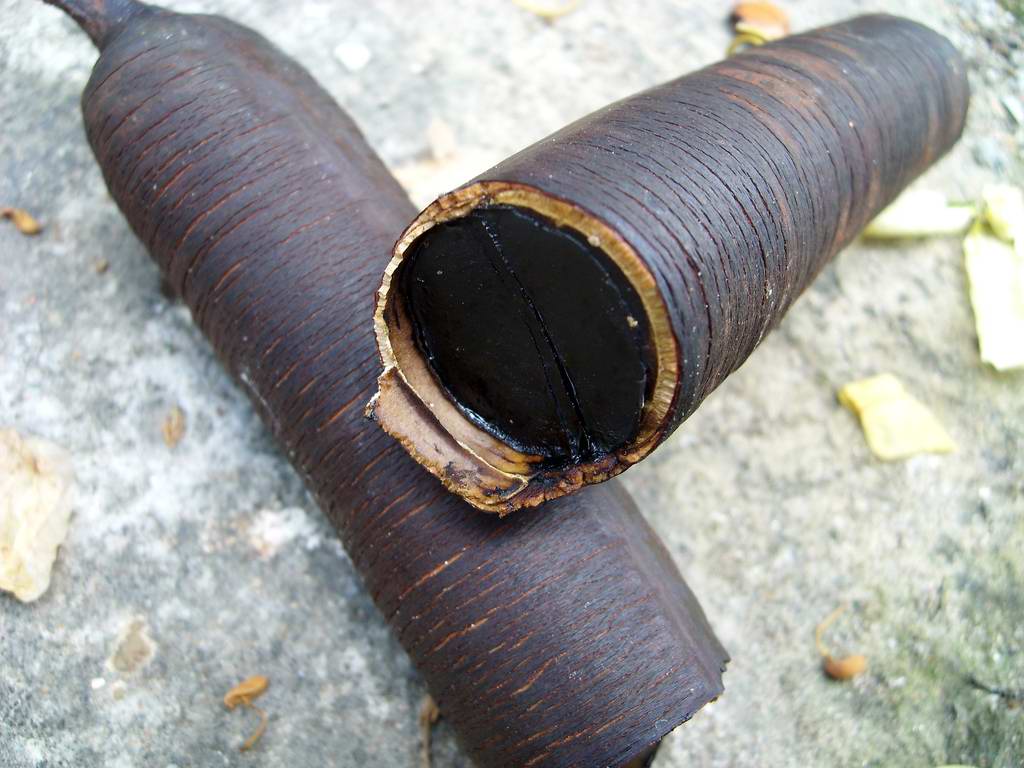 شفاخونه/ درمان سالک به‌روش طب سنتی
