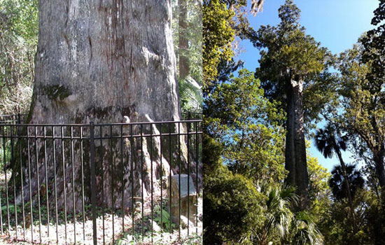 ترین ها/ تنومندترین درخت های جهان