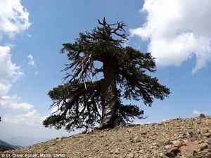 کاج آدونیس ۱۰۰۰ ساله پیرترین درخت اروپا در یونان