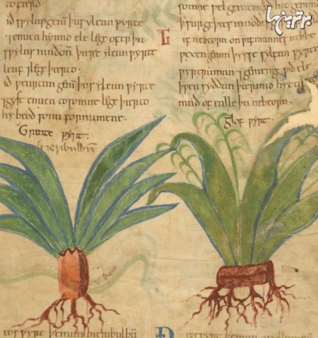 گوناگون/دسترسی آنلاین به نسخه خطی گیاهان دارویی هزار ساله
