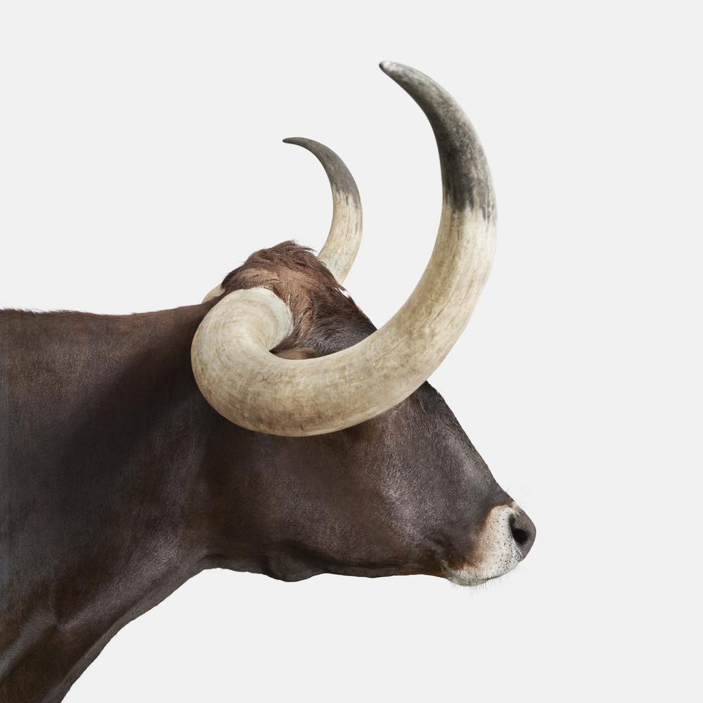 پرتره حیوانات وحشی
