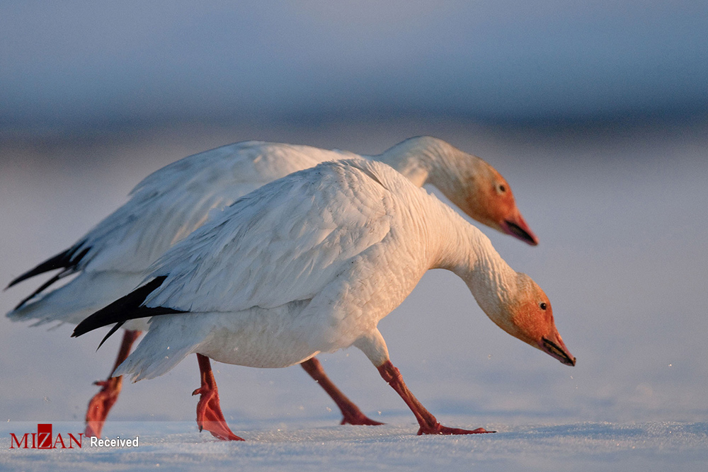 حال و روز حیوانات در هوای سرد قطب شمال