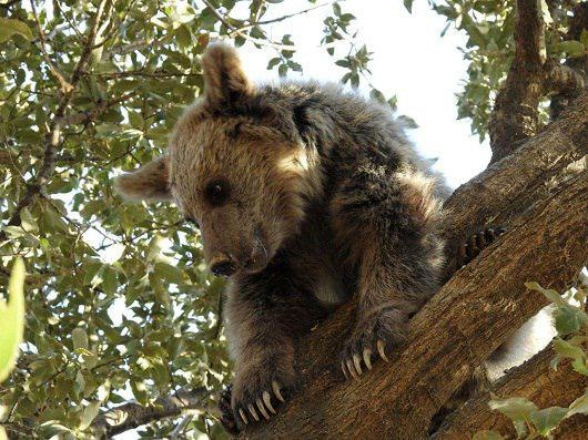 نجات خرس گرفتار بر روی درخت در گیلانغرب