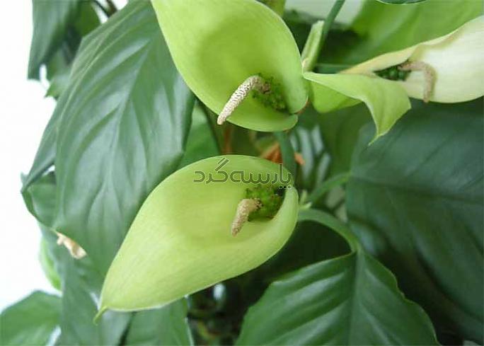 گلهای آپارتمانی سایه دوست