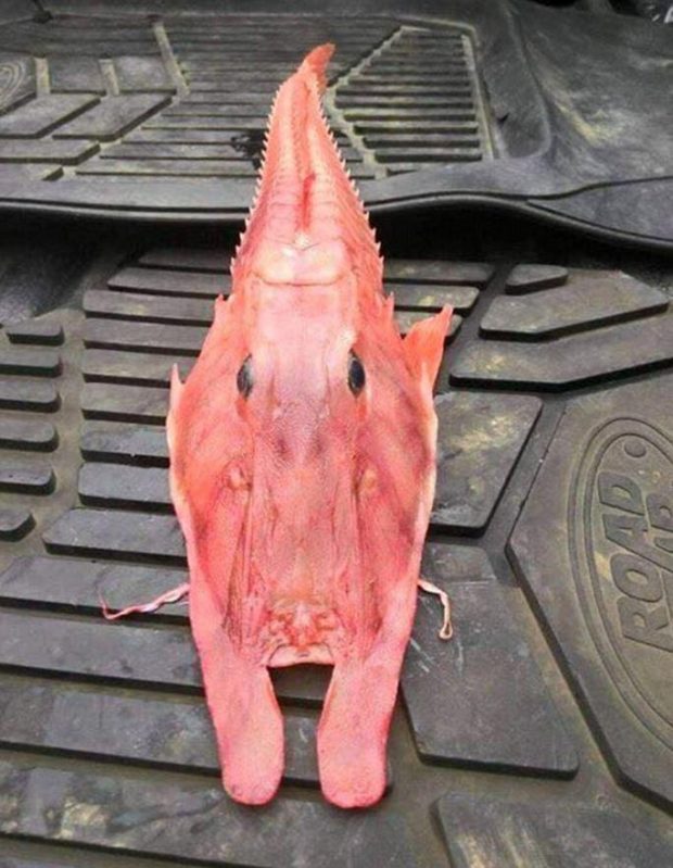 4گوشه دنیا/ صید خرسک ماهی عجیب