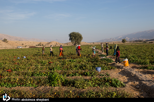 عکس/ برداشت گوجه فرنگی از مزارع پارسیان