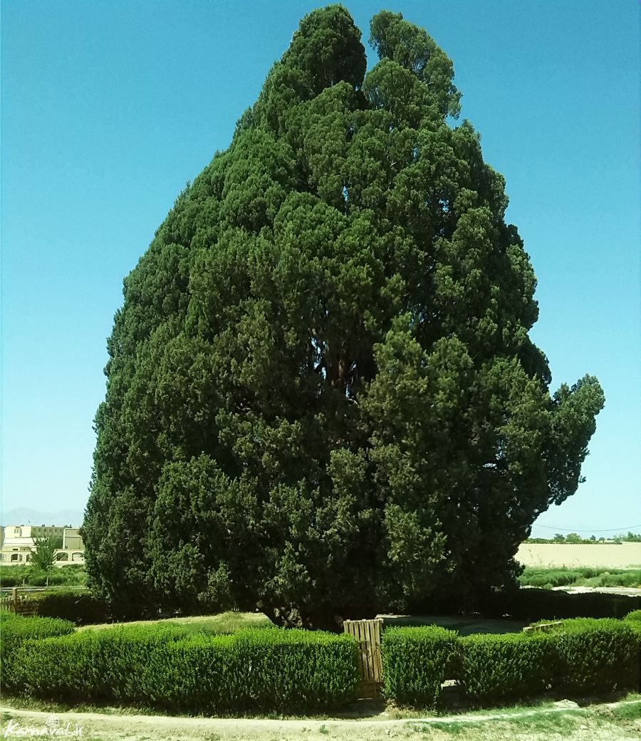گوناگون/ درخت سرو ؛ نماد استقامت و پایداری ایران