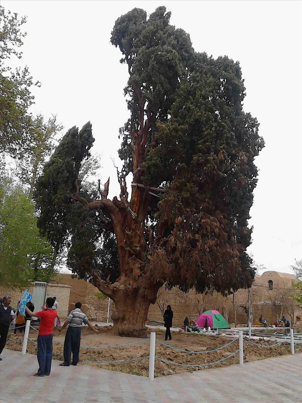 گوناگون/ درخت سرو ؛ نماد استقامت و پایداری ایران