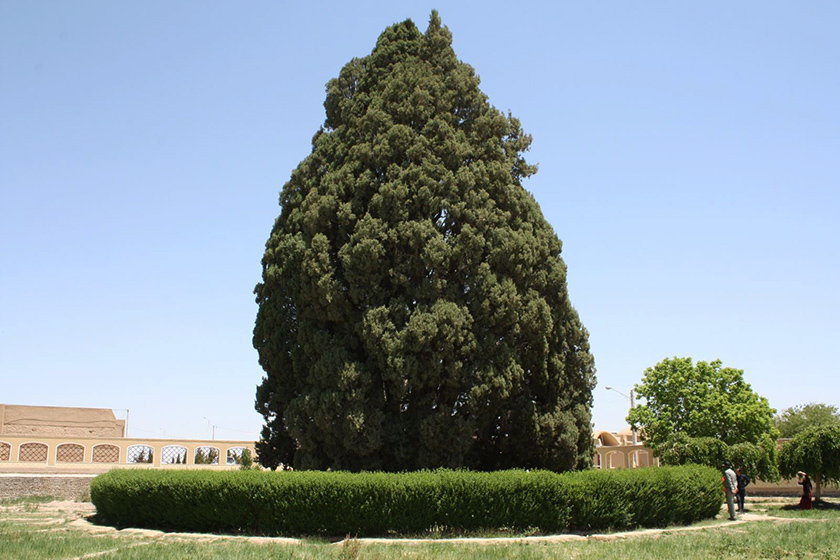 گوناگون/ درخت سرو ؛ نماد استقامت و پایداری ایران