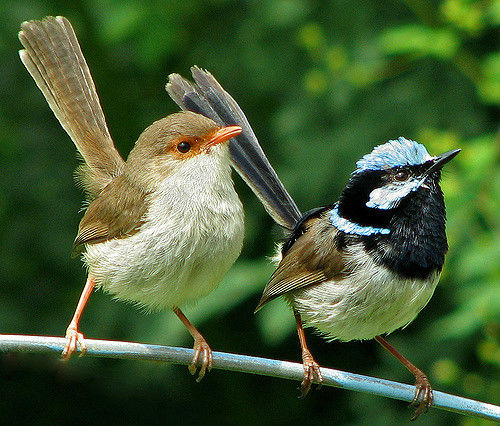 گوناگون/ آیا گونه های مختلف پرندگان می توانند با یکدیگر صحبت کنند؟