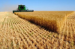 درخواست 153 نماینده برای اعلام قیمت خرید تضمینی گندم