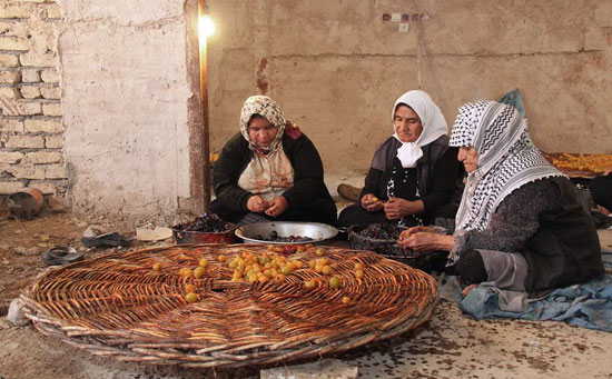ایرانسرا/ سفر به «خرو» پایتخت لواشک و آلو ایران!