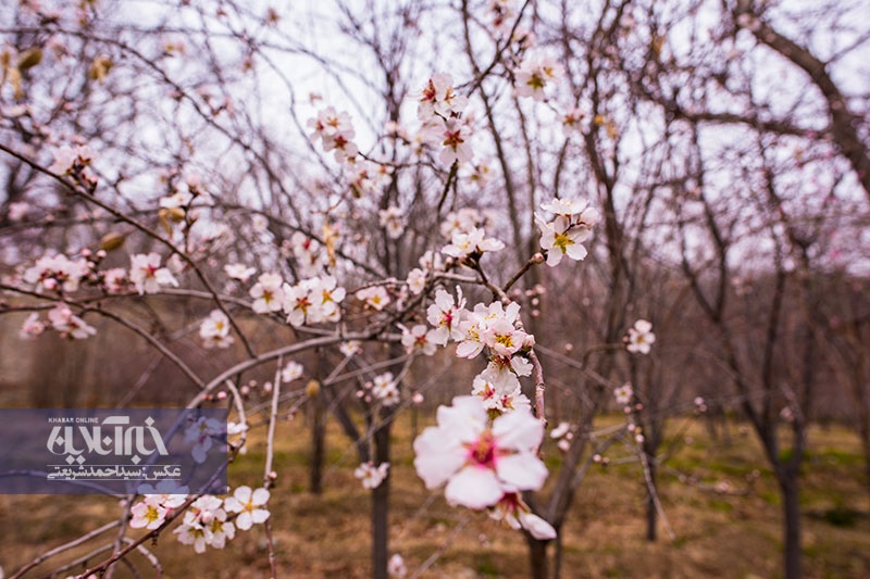 شکوفه‌های زمستانی در روستای قاهان قم