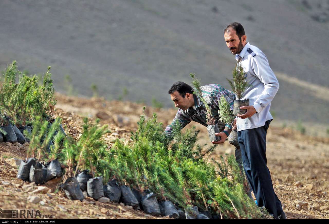 عکس/ غرس نهال در سراسر کشور