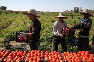 واردات بی‌رویه محصولات کشاورزی، فشار سنگینی بر تولیدکنندگان داخلی تحمیل می‌کند