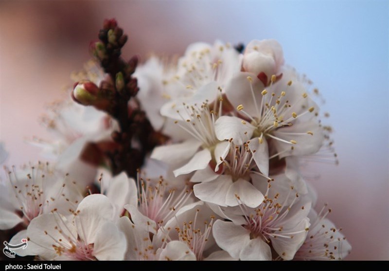 رقص دل‌انگیز «شکوفه‌های بهاری» در طبیعت زیبای خراسان شمالی