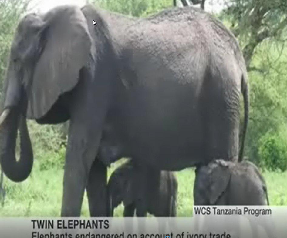 4گوشه دنیا/ پدیده نادر تولد بچه فیل‌های دوقلو در تانزانیا
