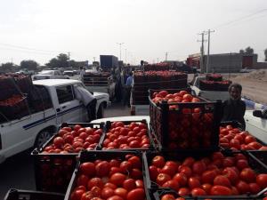 نارضایتی کشاورزان استان کرمان از پایین بودن قیمت گوجه 