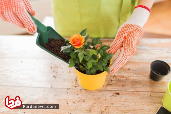 باغبان باشی/ نکاتی درباره انتقال صحیح گل از گلدانی به گلدان دیگر