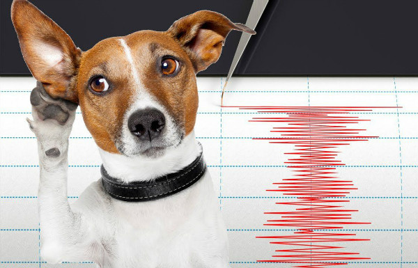 آیا حیوانات خانگی می‌توانند زلزله را پیش‌بینی کنند؟
