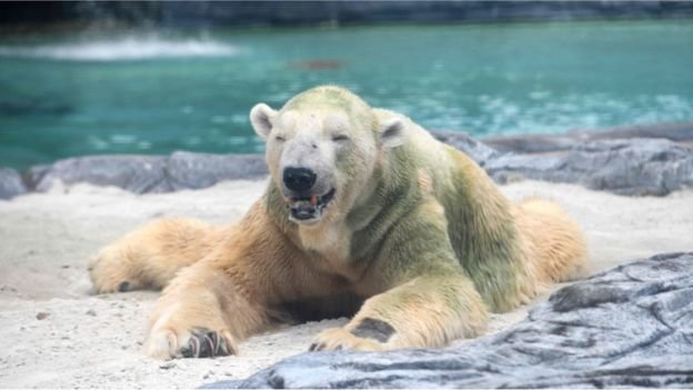 مرگ تنها «خرس قطبی گرمسیری» در جهان