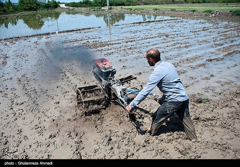 عکس/ آماده سازی شالیزارهای مازندران در بحران کم آبی