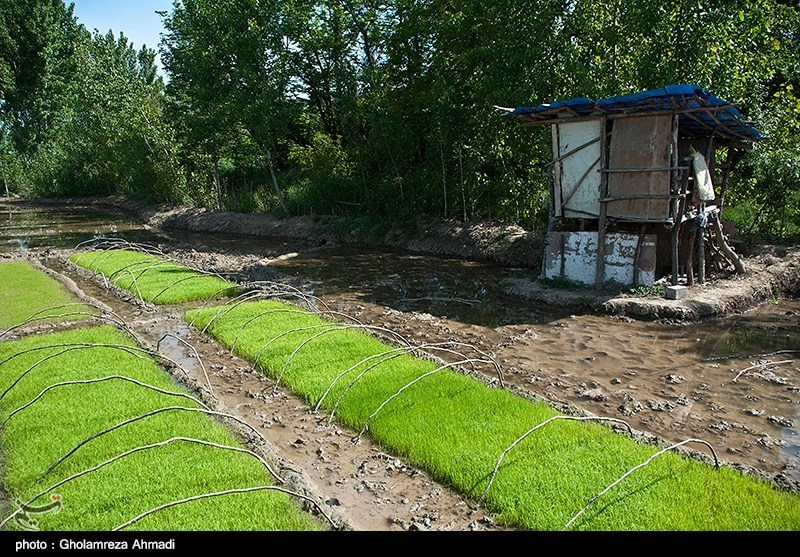 عکس/ آماده سازی شالیزارهای مازندران در بحران کم آبی