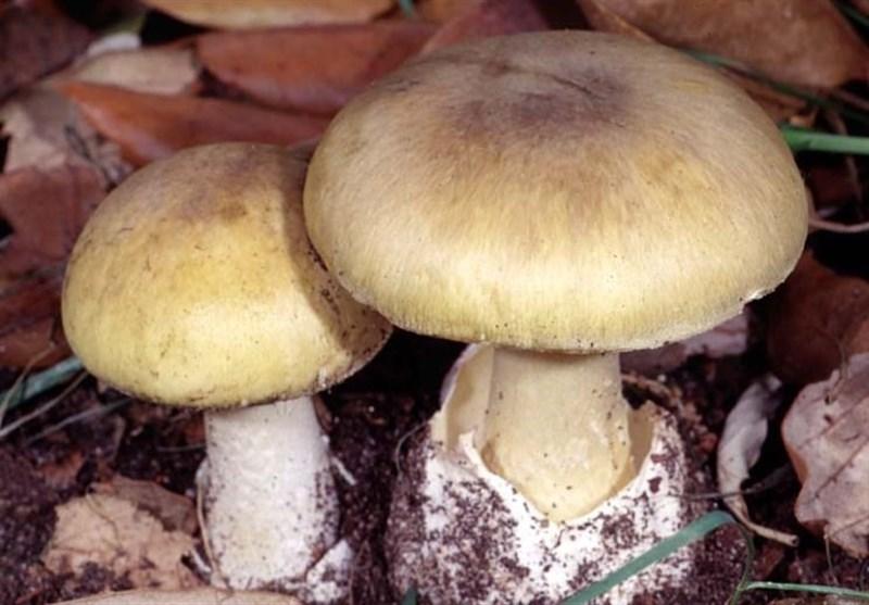 روش تشخیص قارچ سمی از خوراکی