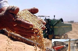پیش‌بینی برداشت 800 هزار تنی گندم از مزارع کرمانشاه