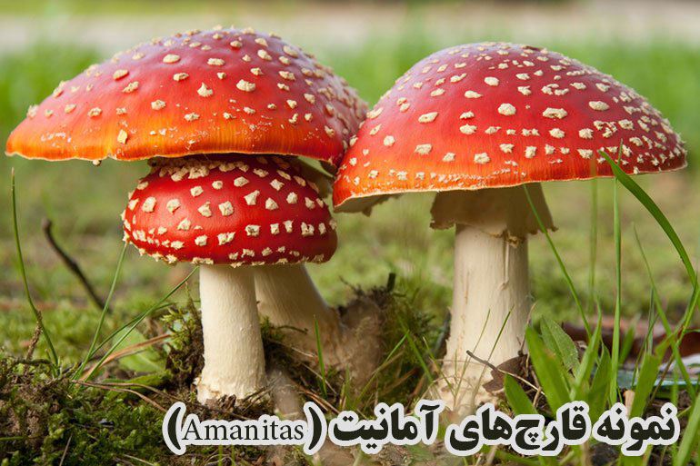 چگونه قارچ سمی را از قارچ خوراکی تشخیص دهیم؟