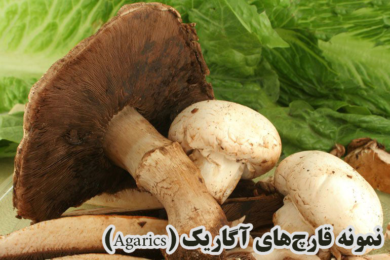 چگونه قارچ سمی را از قارچ خوراکی تشخیص دهیم؟