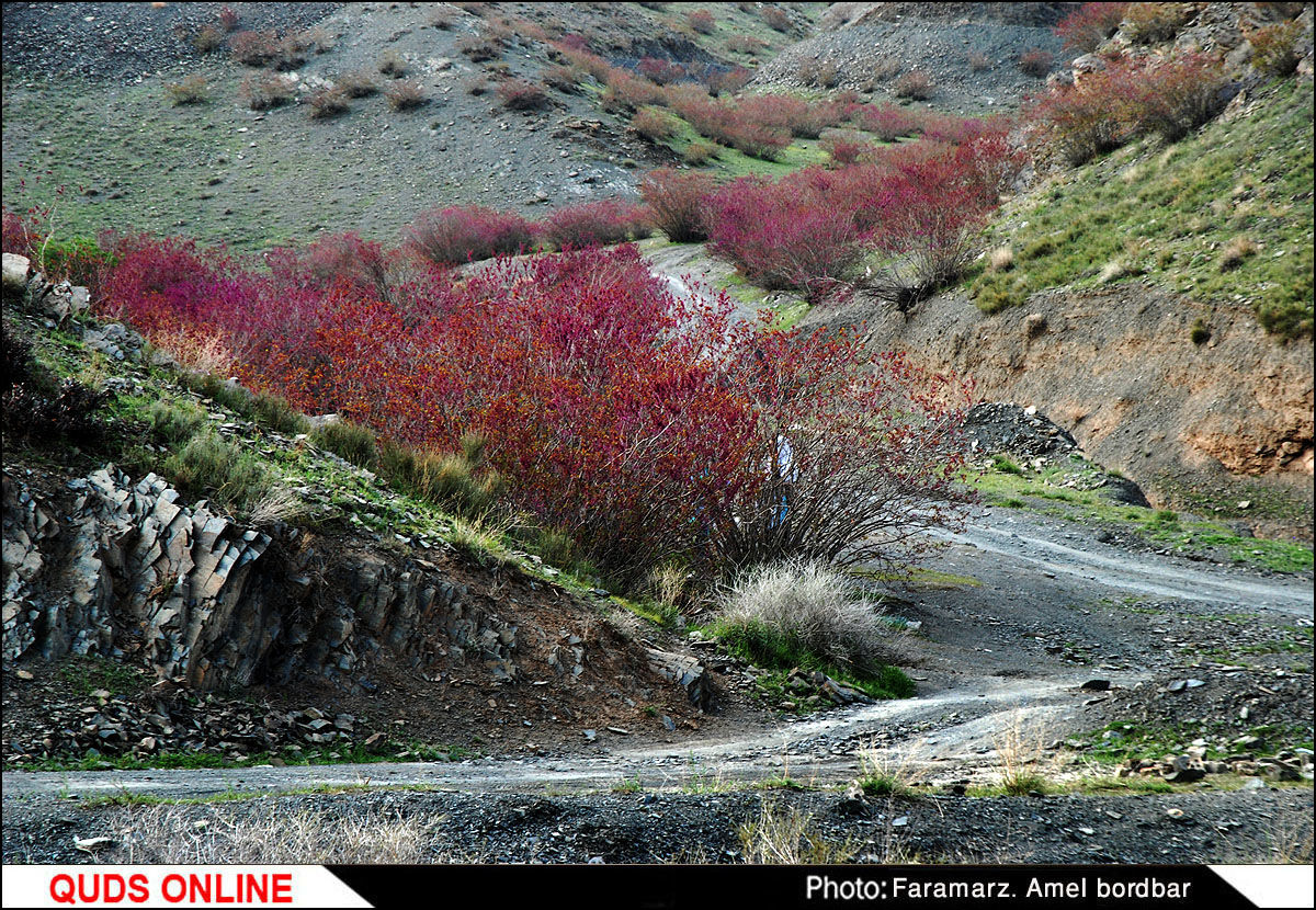 عکس/ دره بنفش در خراسان رضوی