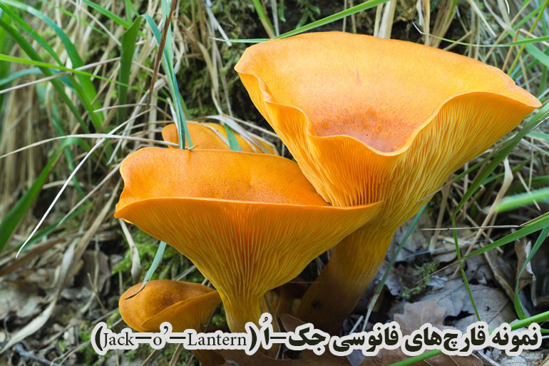 چگونه قارچ سمی را از قارچ خوراکی تشخیص دهیم؟