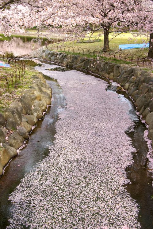 رودخانه ای پر از شکوفه های گیلاس