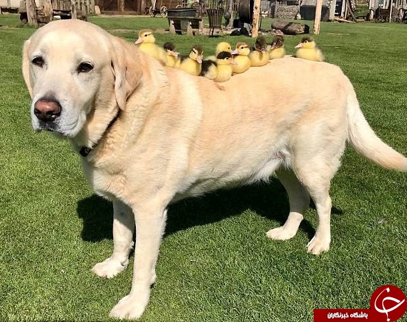 سگی پدرخوانده 9 جوجه اردک شد!