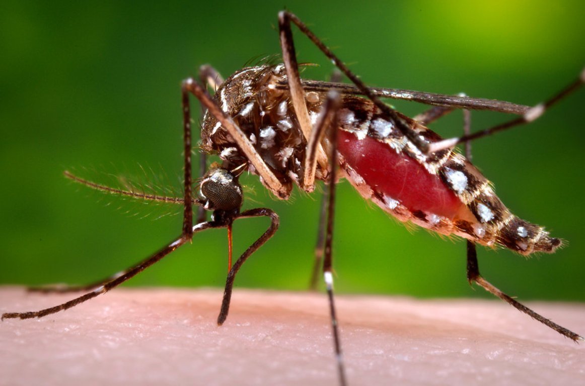 پرده برداری از چگونگی مرگ انسان توسط مالاریا