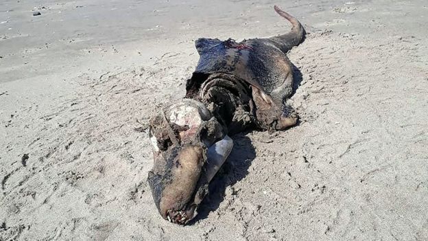 لاشه یک موجود دریایی مرموز در ساحل ولز پیدا شد