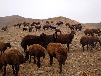 کشف ۱۳۰ راس دام سرقتی در آزادشهر
