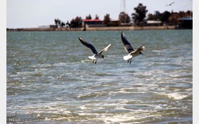 مجازات شکارچی پرندگان در گیلان