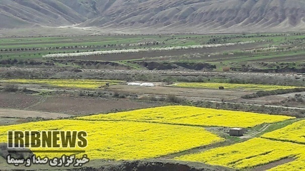 پیش‌بینی برداشت حدود هزار و 800 تن کلزا در زنجان