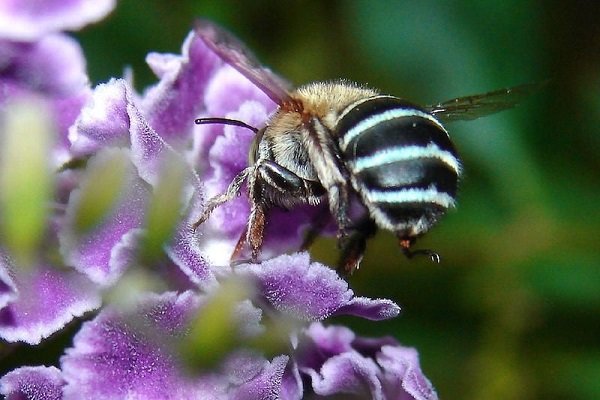 زنبورها پلاستیک دوستدار محیط زیست تولید می کنند