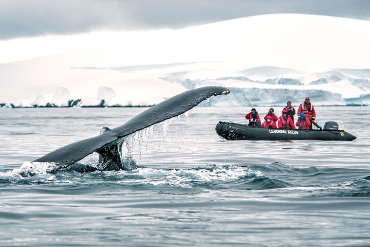 ترین ها/ بهترین ماجراجویی ها در قطب شمال