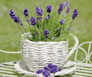 باغبان باشی/ نحوه نگهداری و کاشت اسطوخودوس