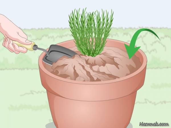 باغبان باشی/ نحوه نگهداری و کاشت اسطوخودوس